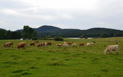 Pastures nearby